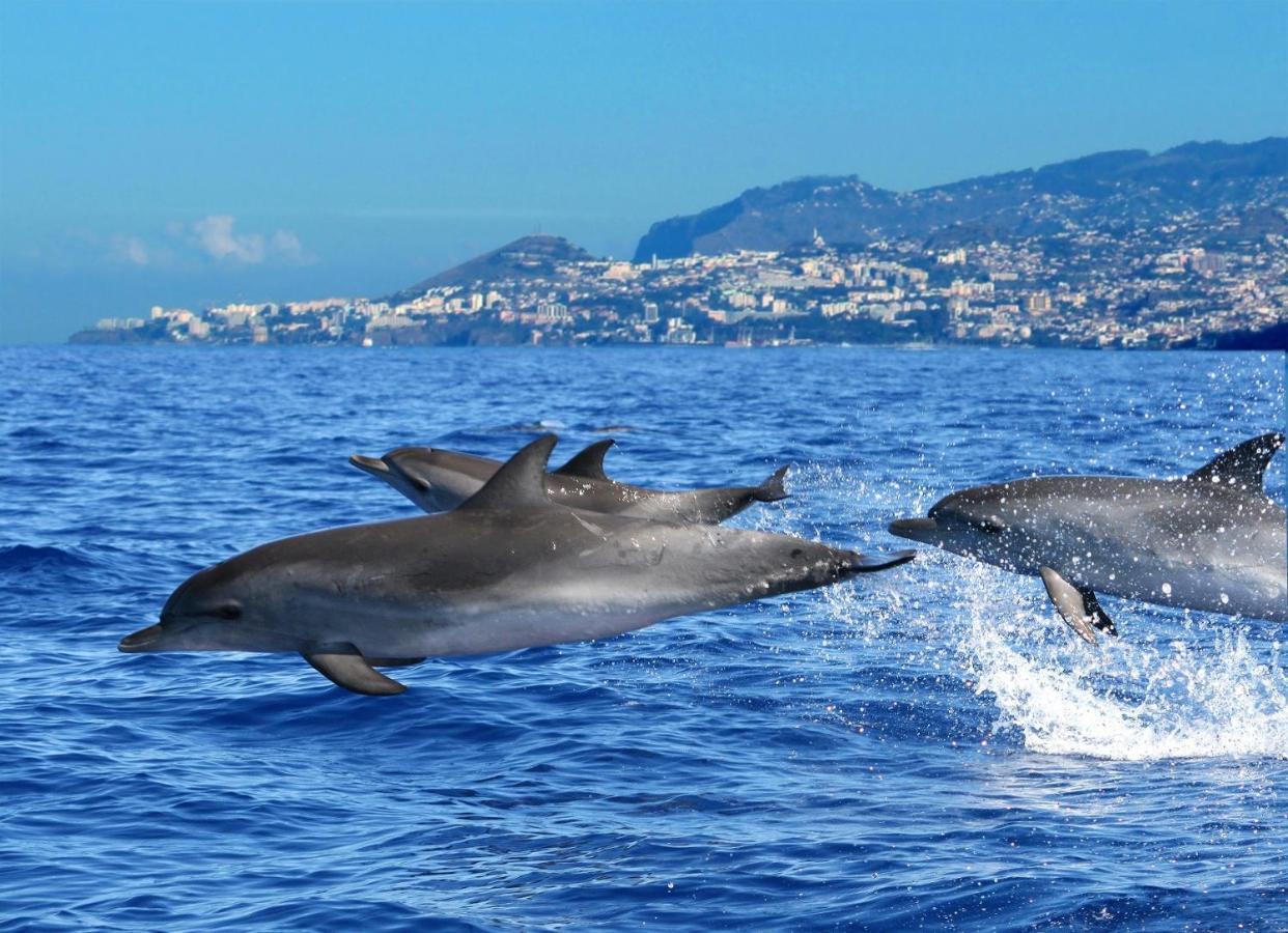 Casa Amarela Villa Funchal  Eksteriør billede